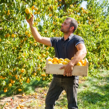 saint-mamet-homme-récolte-fruits-pommes-2