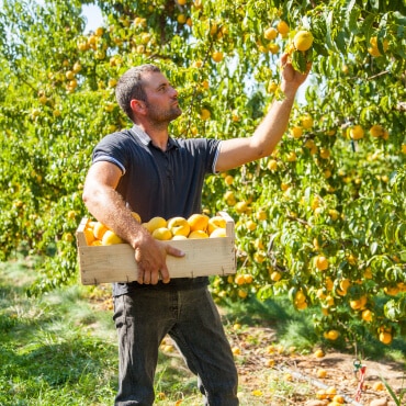 saint-mamet-homme-récolte-fruits-pommes
