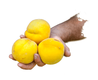 saint-mamet-mains-pommes