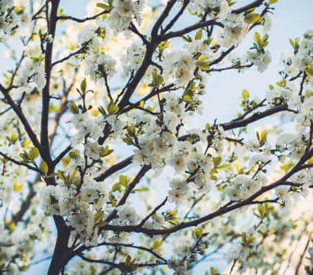 saint-mamet-photo-arbre-fleurs-blanches