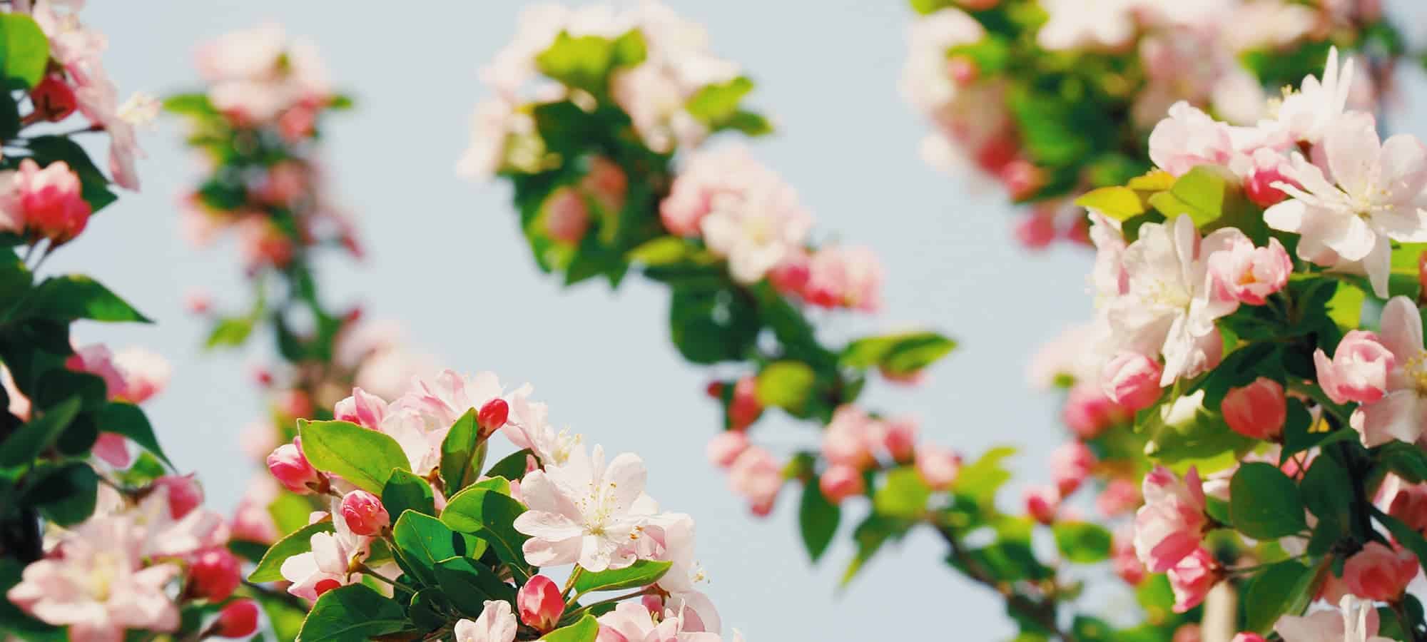 saint-mamet-fleurs-roses-tree-fruit-bloei