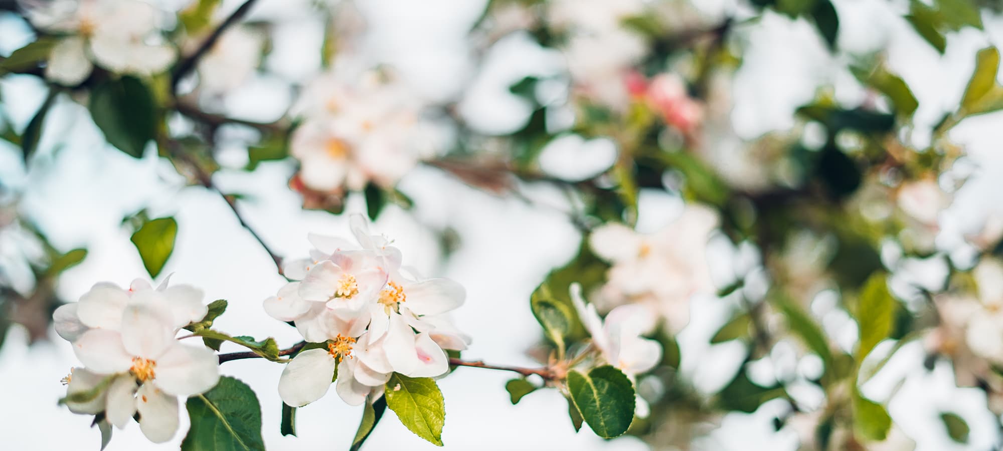 saint-mamet-flowers-roses-tree-flowering-2