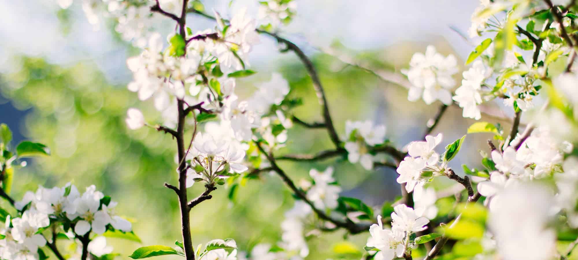 sint-mamet-witte-bloemen-boom-bloei-3