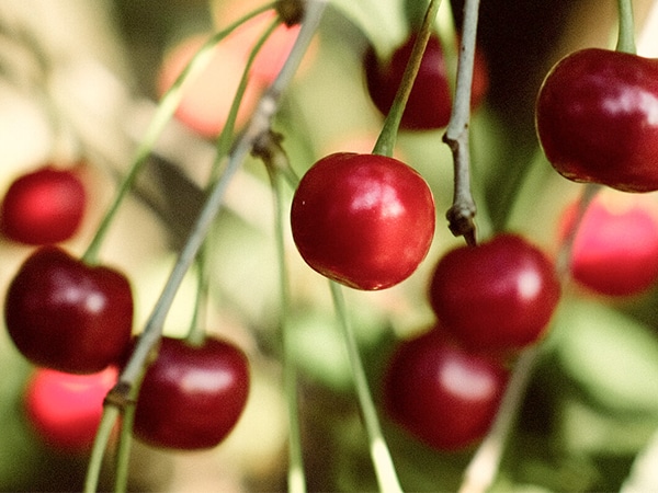 cerises