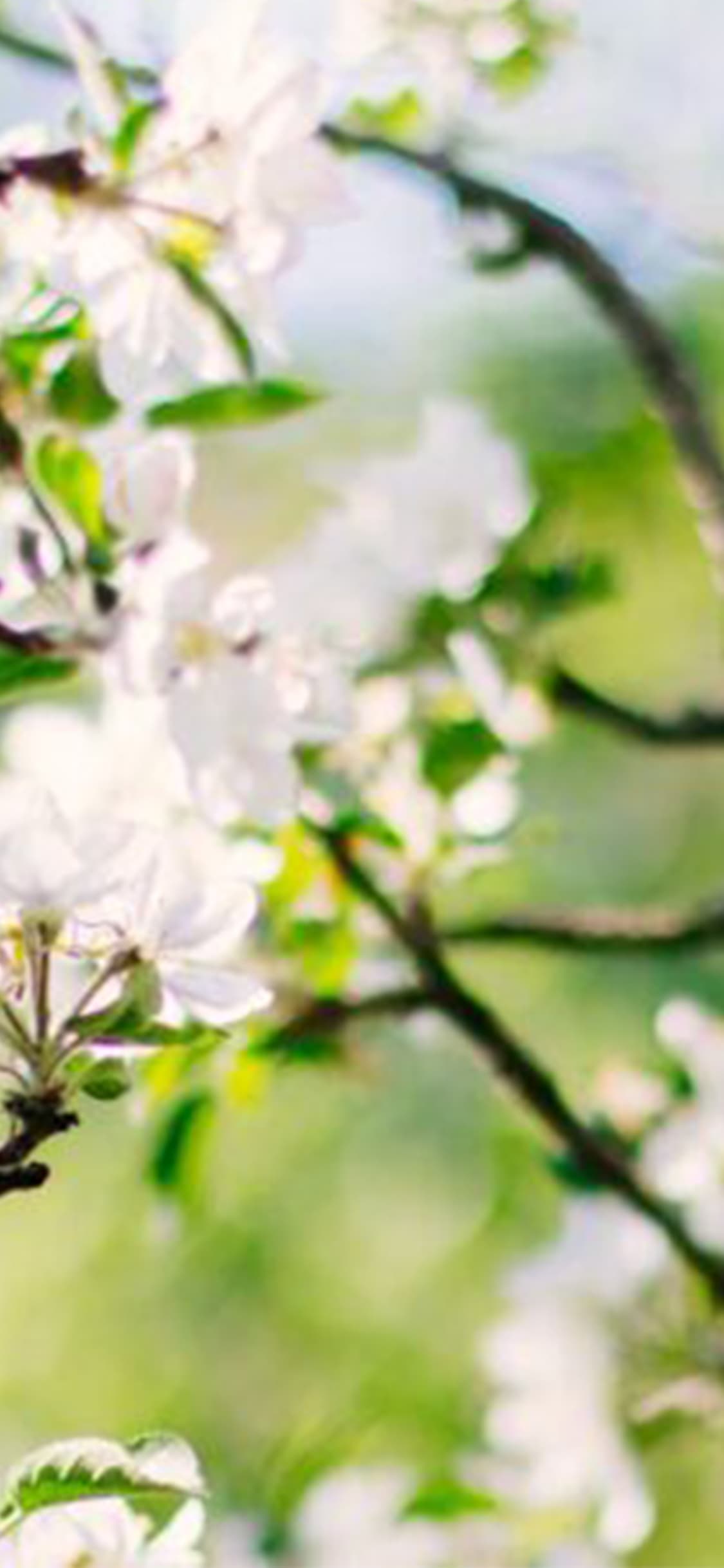 saint-mamet-flowers-tree-flowering-3