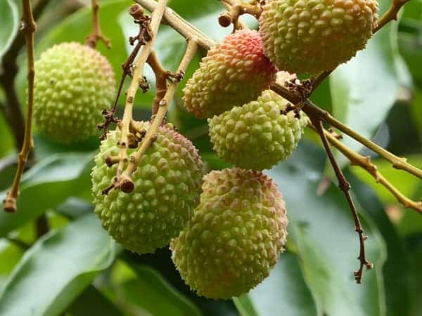 lychees-2322207_1920