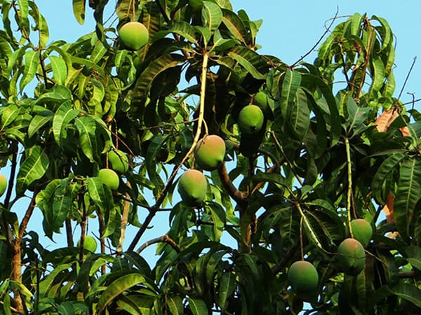 mango-tree-321075_1920