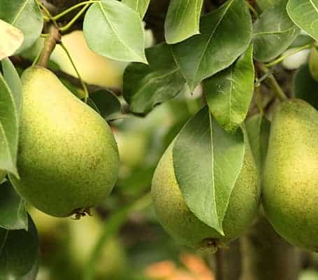 saint-mamet-poire-verte-sur-son-arbre