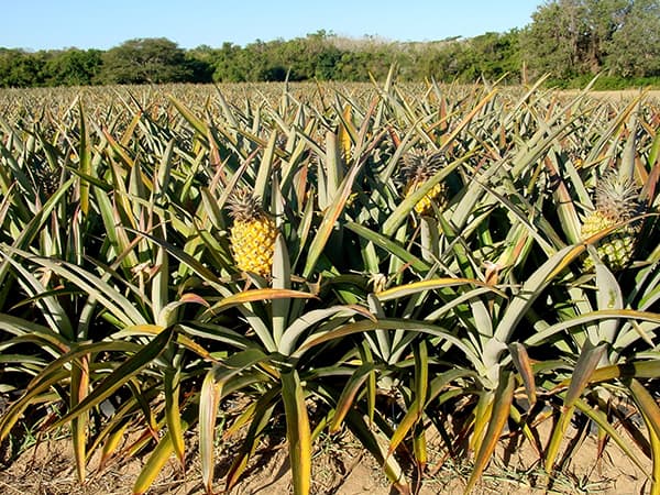 Saint Mamet - Ananas