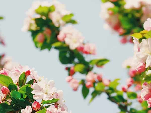 saint-mamet-fleurs-arbre-fruitier-floraison-2