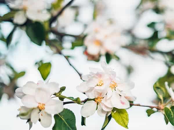 saint-mamet-fleurs-arbre-fruitier-floraison