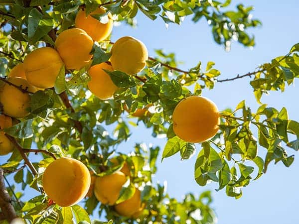 saint-mamet-grappe-pêches-bio-fruit-arbre-2