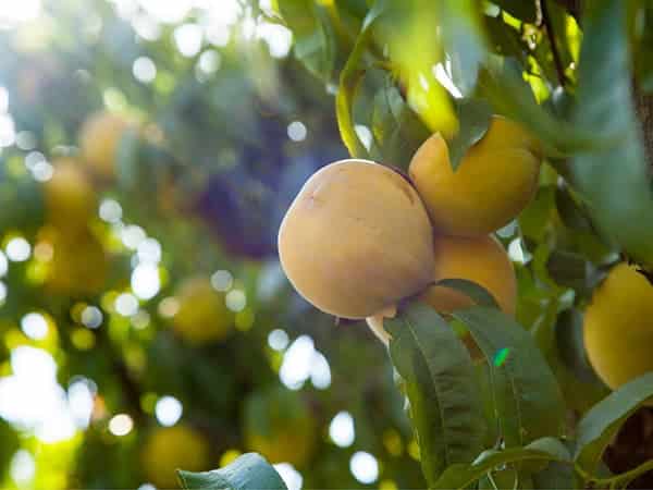 saint-mamet-grappe-pêches-bio-fruit-arbre