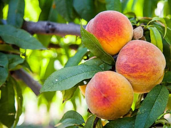 saint-mamet-grappe-pêches-fruit-arbre